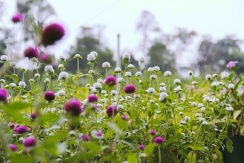 RỒI MÌNH CŨNG GIÀ