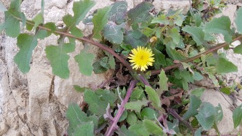 Tình Đồng Hương