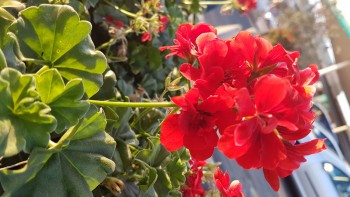 20161023 170106   Copy