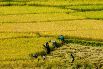 Banmê Mùa Lúa Mới