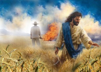 Lúa tốt cỏ lùng (Mt 13, 30)