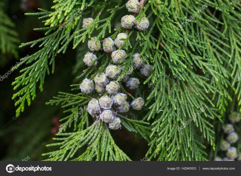 Cây Trắc Bá Trong Vườn Nhà