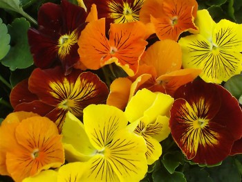 Giữ Vững Lòng Son