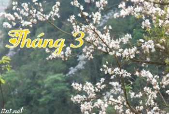 Hoa Hiên Nở Rộ Tháng Ba