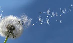 MỘT ĐỜI BỂ DÂU ​