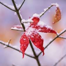 HẠNH PHÚC TRONG ĐỜI