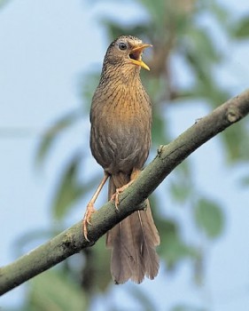 Điệu Hót Chim Sơn Ca