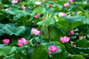 Lotuses 0