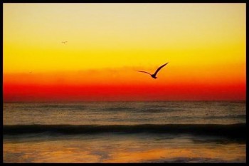 TÌNH NGƯỜI VIỄN XỨ