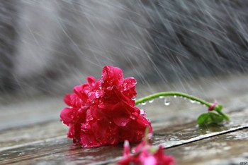 Chùm hoa nhỏ trong mưa