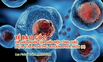 Khái quát và khám phá mới về tế bào gốc