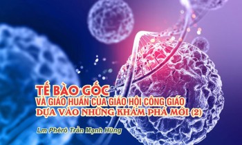 Khái quát và khám phá mới về tế bào gốc (2)