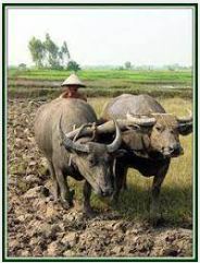 Chúa Gọi Con?