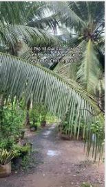 Mai tao về