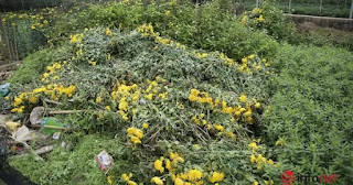 Khi ta suy niệm: Mùa hoa đau lòng!