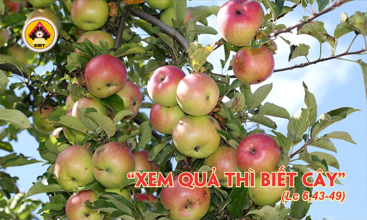 t7 t23 TN